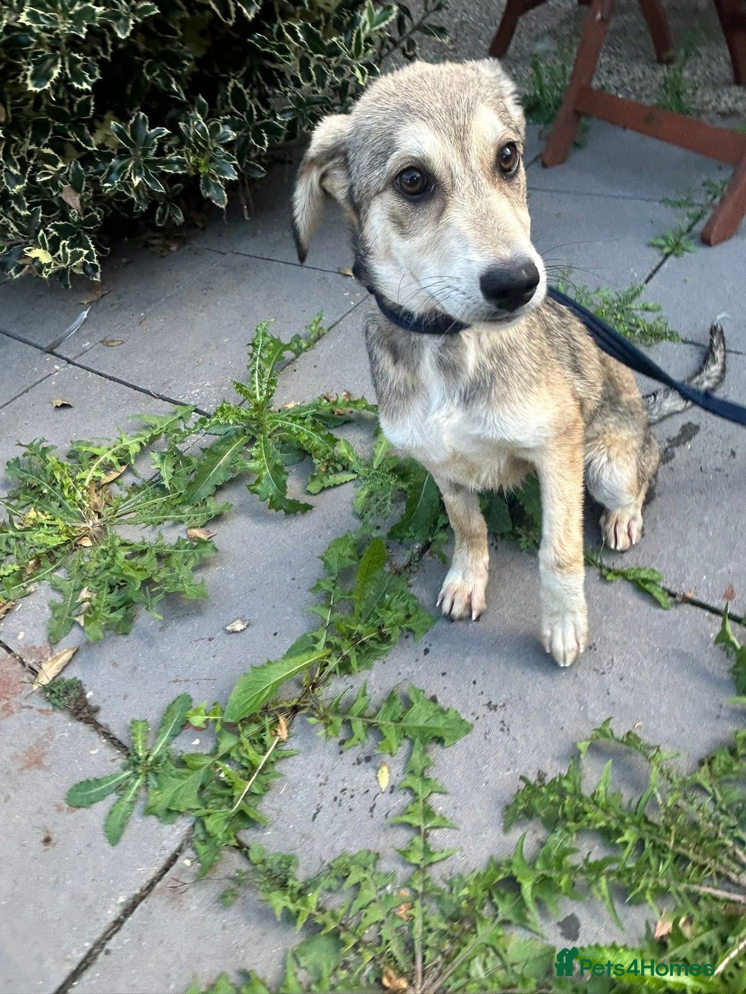 Mixed Breed dogs for adoption: Iris - Norwich Norfolk  - Image 2