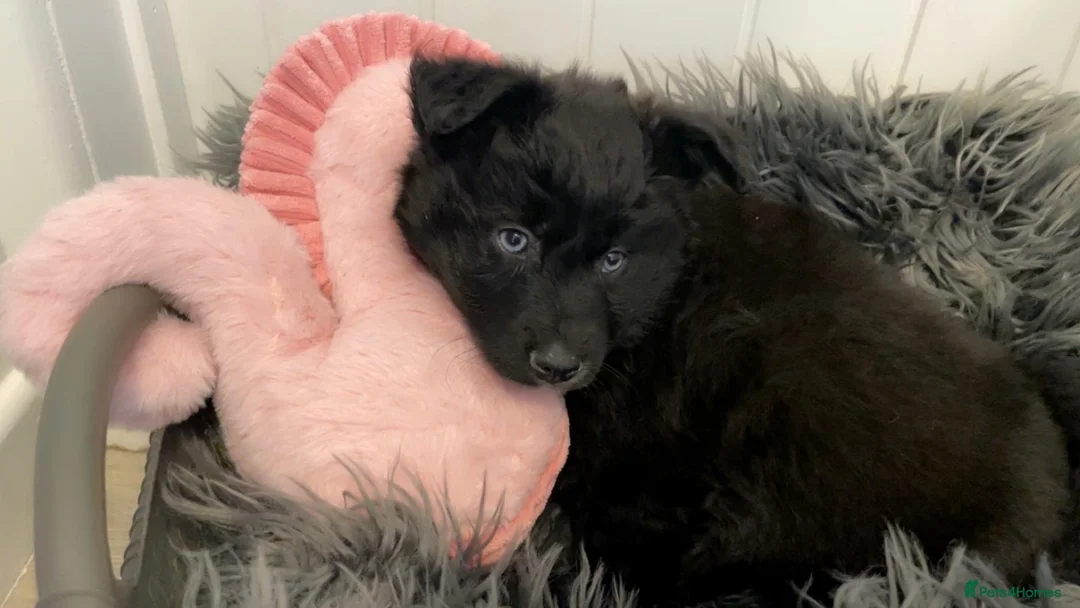 Pomsky dogs for sale: Pomsky puppies ready for their forever home 💞 in Swansea - Advert 7