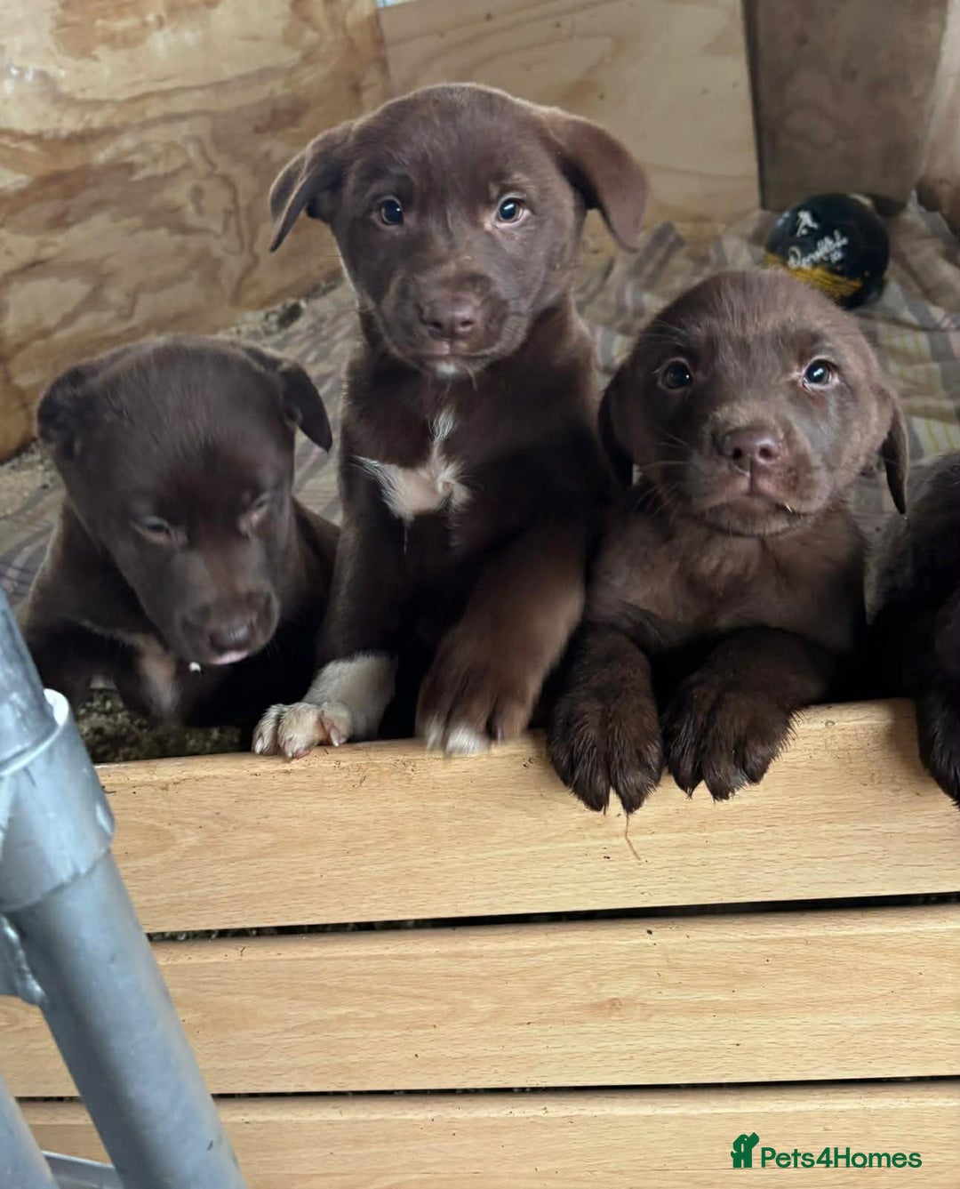 Mixed Breed dogs for sale: Chunky Chocolate Labrador cross Sheepdog - Advert 1