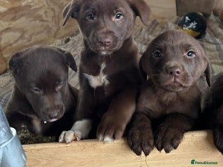 Mixed Breed dogs Chunky Chocolate Labrador cross Sheepdog - Advert 4