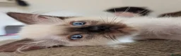 Ragdoll cats for sale: Beautiful ragdoll babies 💖💖💖 - Advert 11