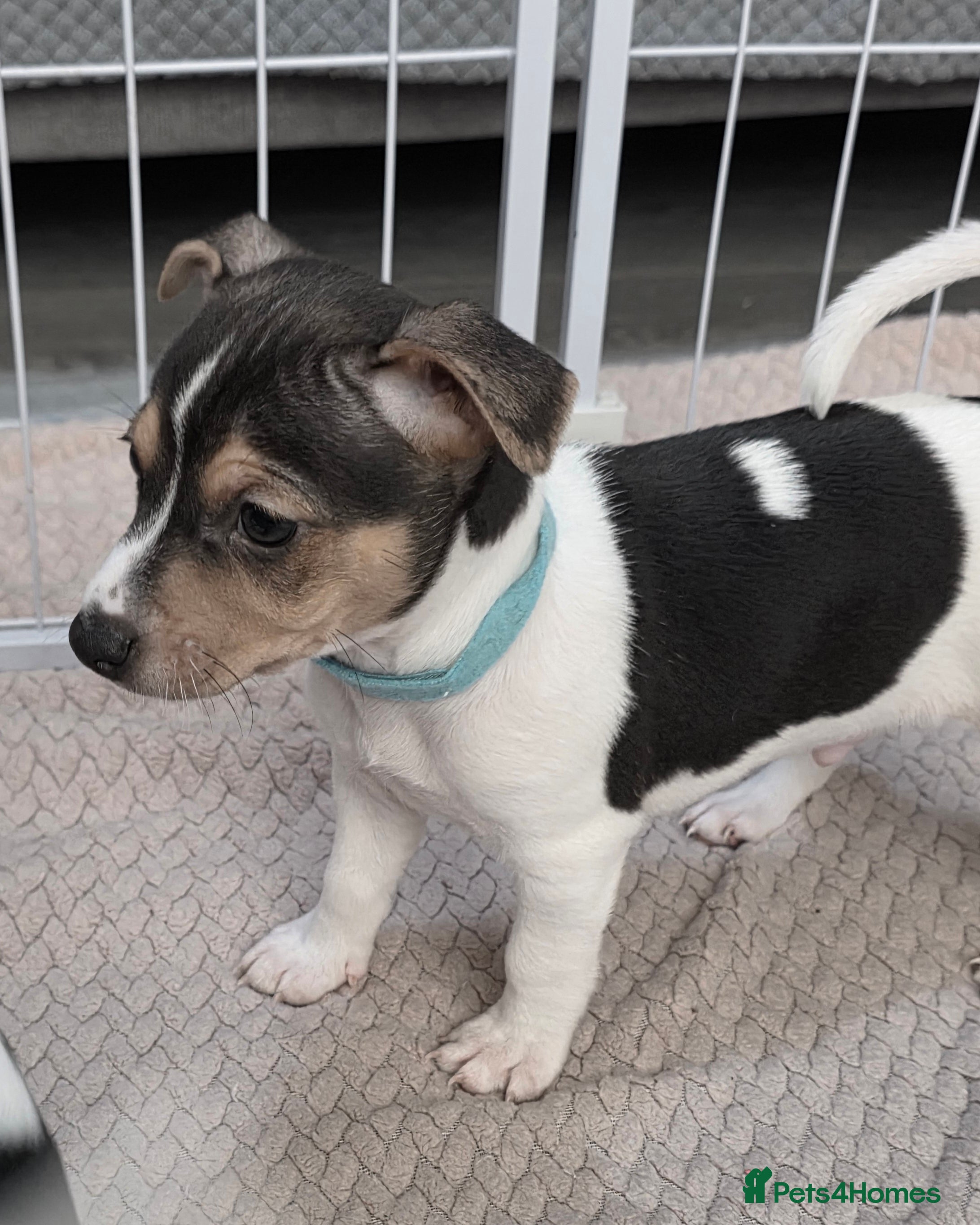 Jack Russell dogs 2 STUNNING BOYS LEFT Jack Russell Pups - Advert 2