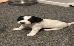 Sprocker dogs for sale: Sprocket Puppies - Advert 8