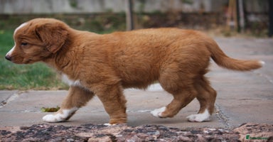 Nova Scotia Duck Tolling Retriever dogs - Advert 5