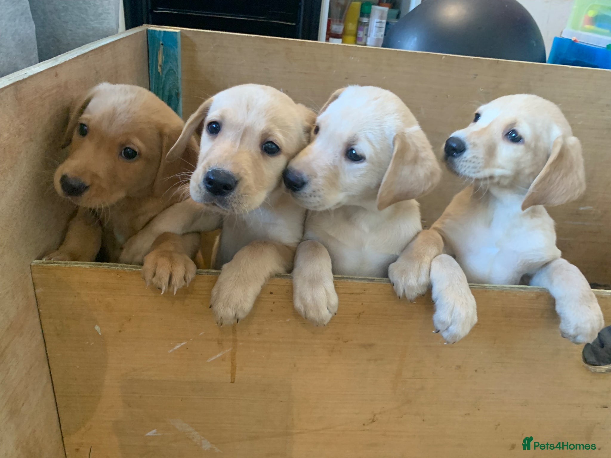 Labrador Retriever dogs PREMIUM KC REG YELLOW LABRADOR RETRIEVER PUPPIES - Advert 9