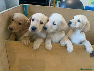 Labrador Retriever dogs PREMIUM KC REG YELLOW LABRADOR RETRIEVER PUPPIES - Advert 9