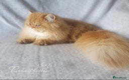 British Longhair cats for sale: Golden British Longhair older Kitten for sale  - Image 3