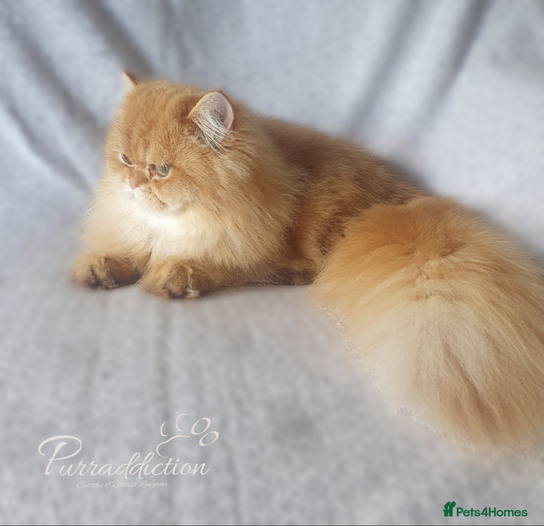 British Longhair cats for sale: Golden British Longhair older Kitten for sale  - Image 3