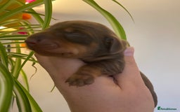 Miniature Dachshund dogs for sale: Sweetest Miniature Dachshund Pups - Image 15