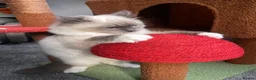 Ragdoll cats for sale: Beautiful Ragdoll  - Advert 4