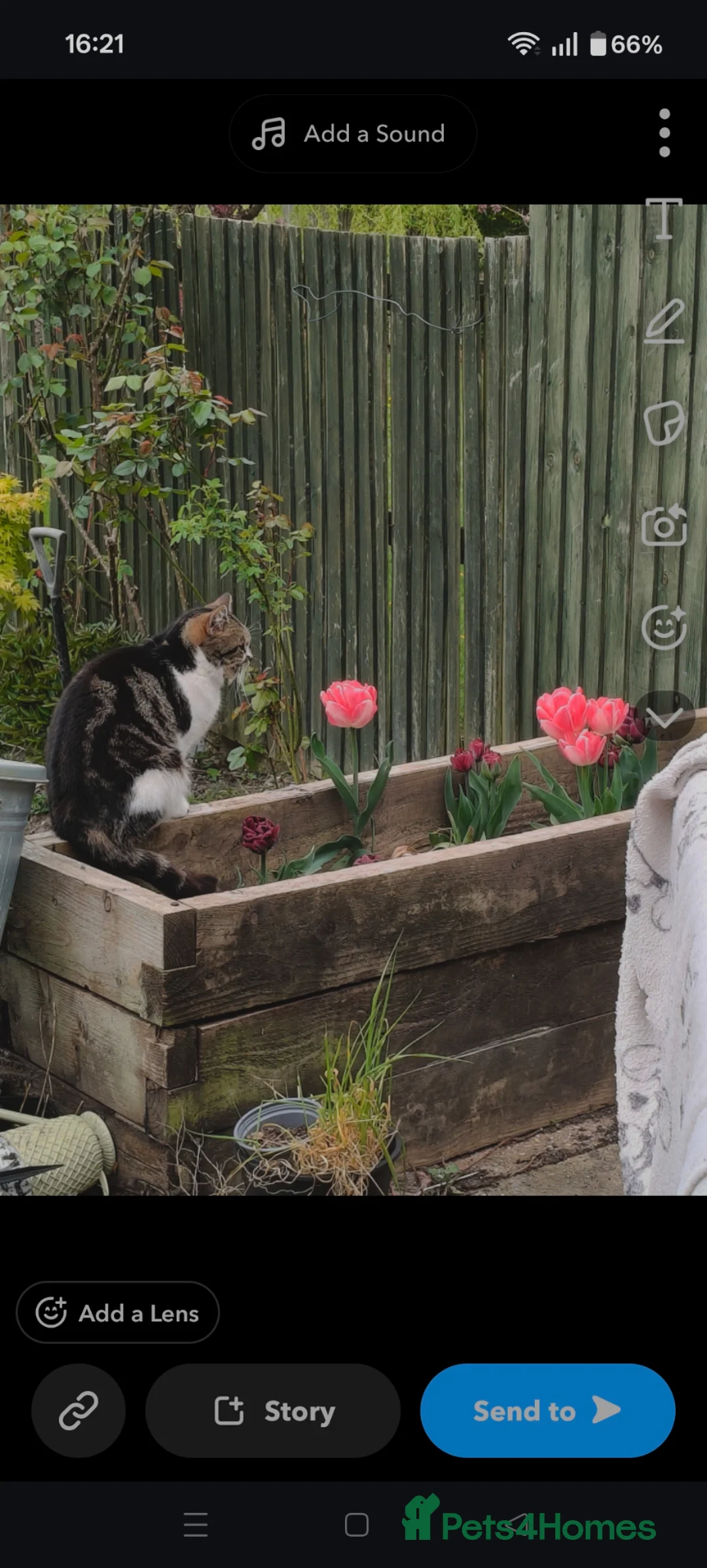 Mixed Breed cats for sale: ⭐ Eye Catching striking kittens ⭐ - Advert 7