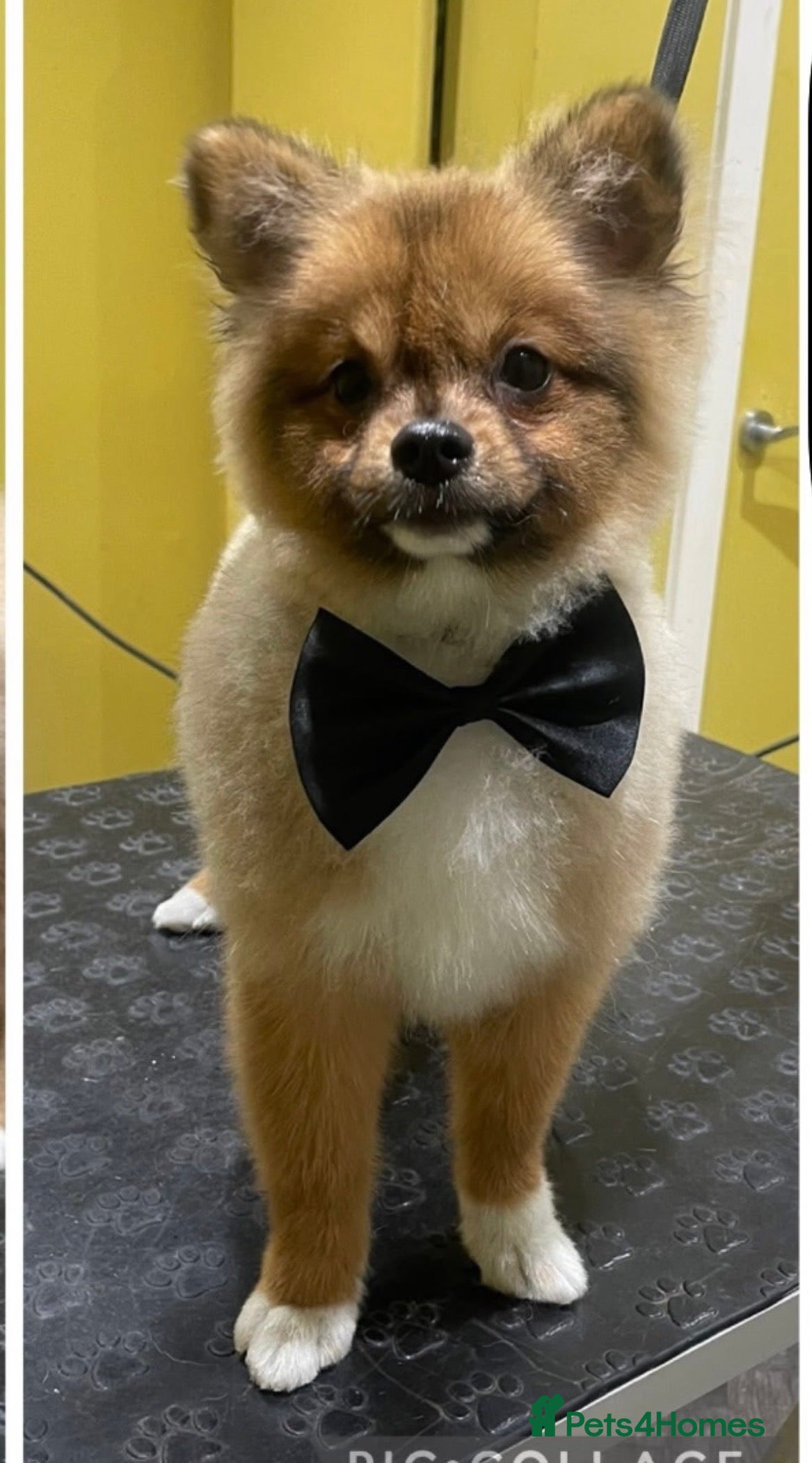 Pomeranian dogs Pomeranian boy pup - Advert 1