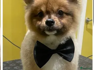 Pomeranian dogs Pomeranian boy pup - Advert 1