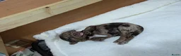 Cockapoo dogs for sale: GORGEOUS F1 COCKAPOOS  - Advert 14