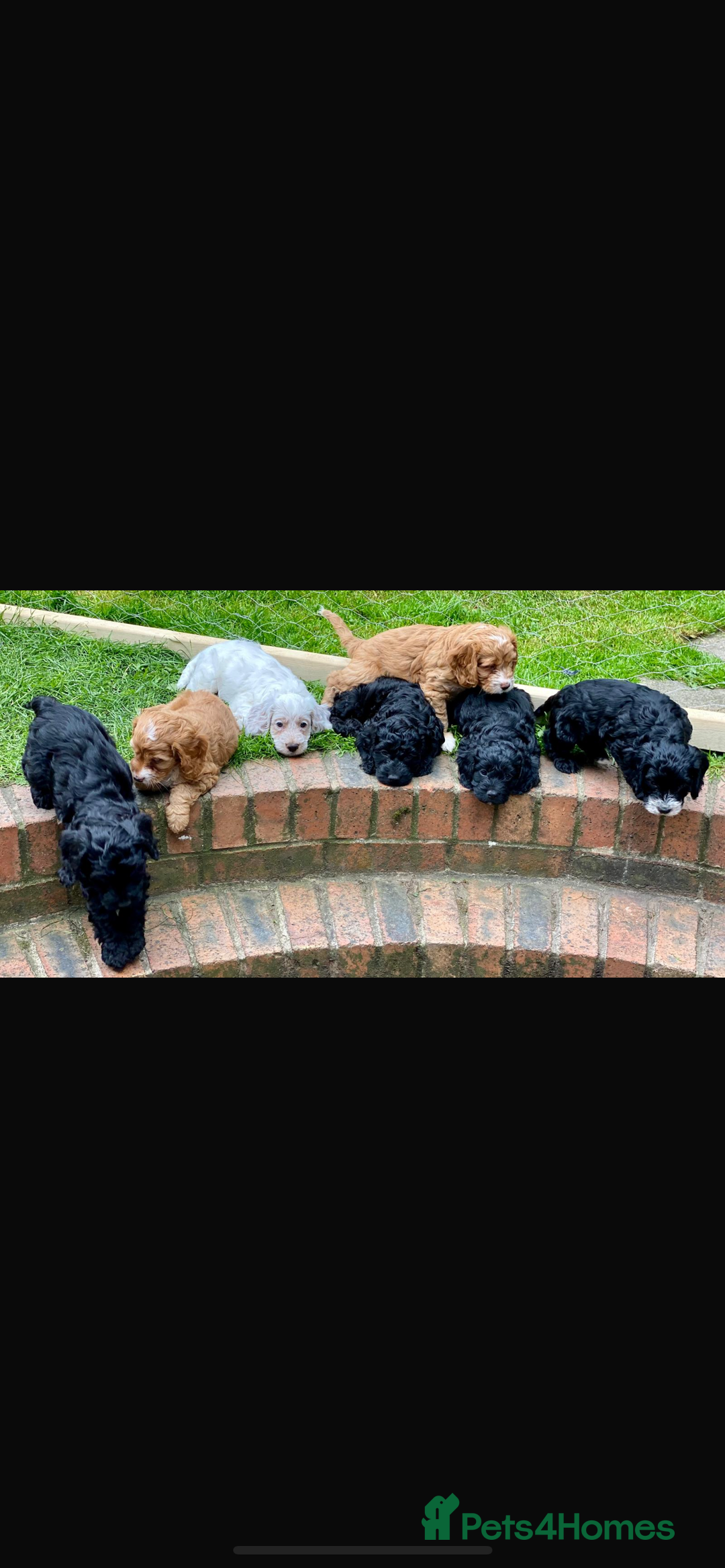 Poodle dogs for stud: GORGEOUS PHANTOM POODLE STUD  - Image 14