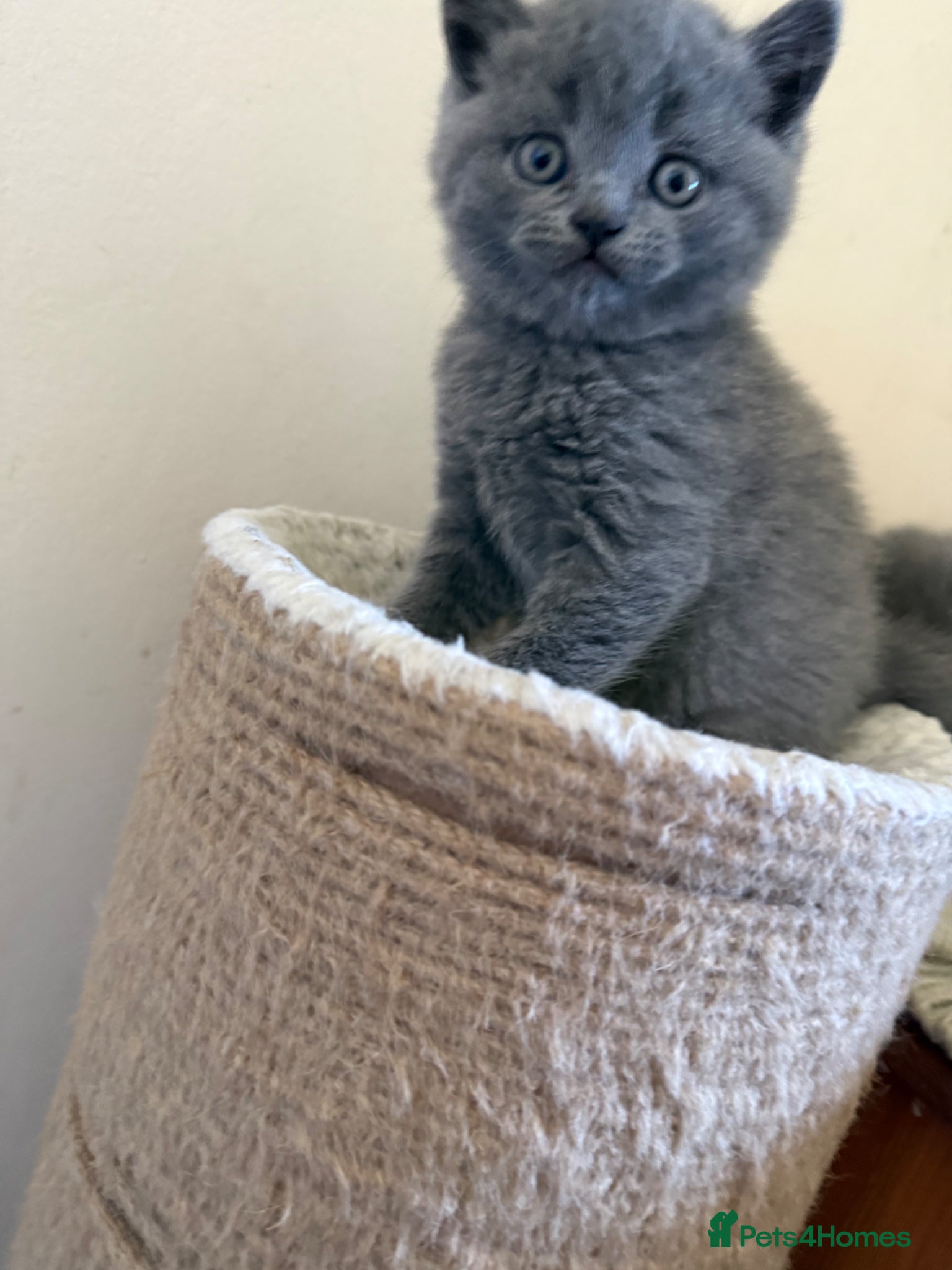 Scottish Fold cats Scottish fold blue point kittens ready for reserva - Advert 6