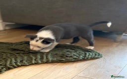 Border Collie dogs for sale: Beautiful sheepdog pups - Image 8
