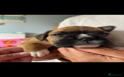 Boxer dogs for sale: Full pedigree boxer puppies  - Image 12