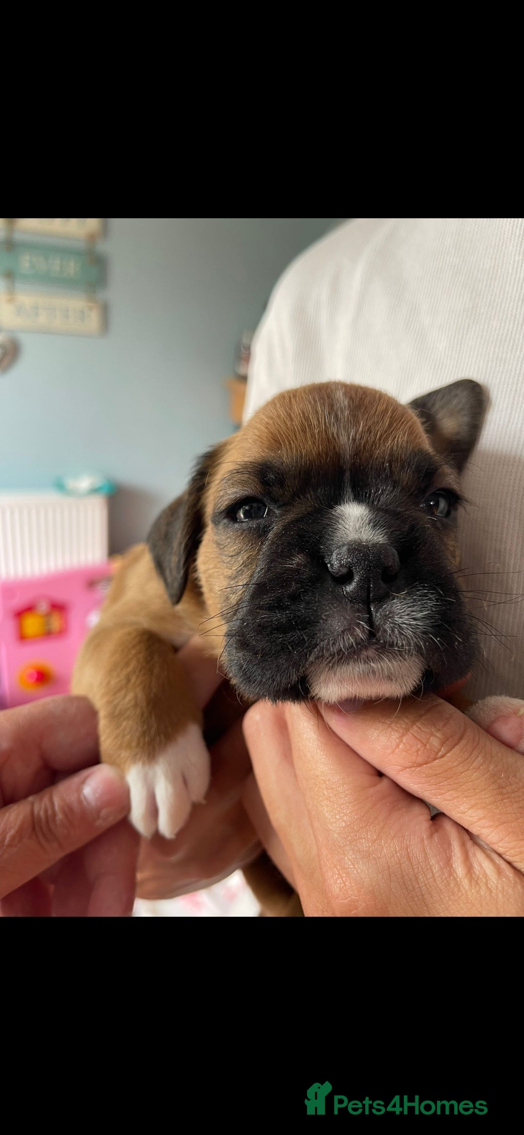 Boxer dogs for sale: Full pedigree boxer puppies  - Image 12