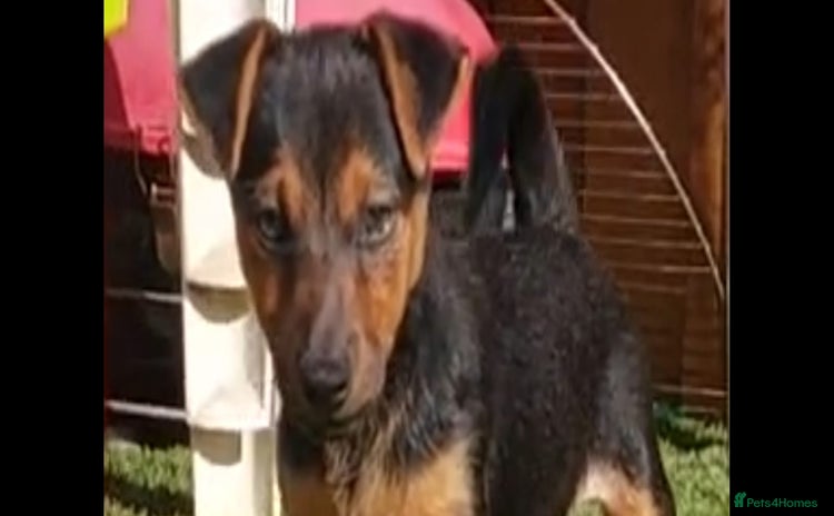 Jack Russell dogs in Dagenham - Advert 3