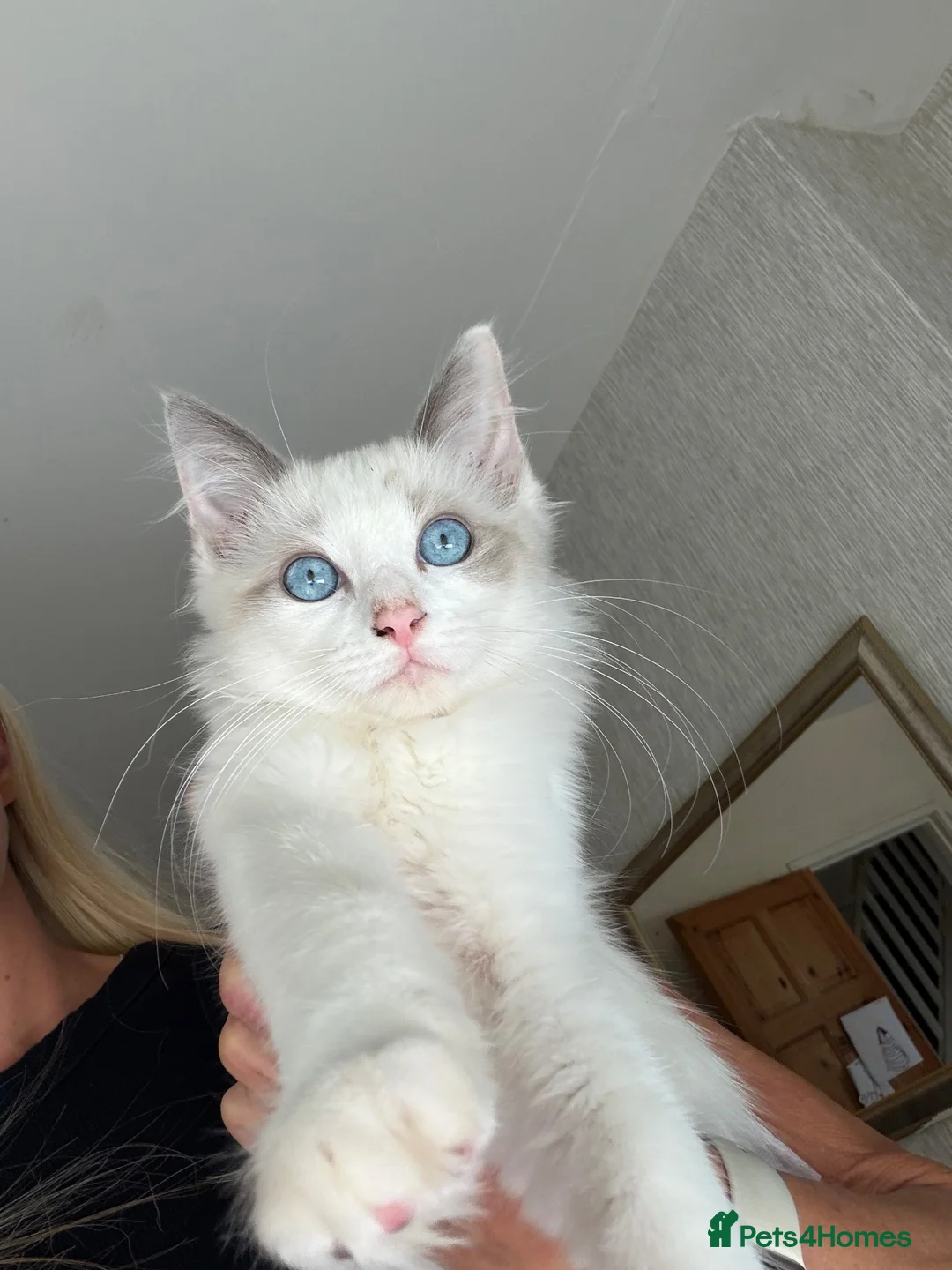 Ragdoll cats for sale: Bicolour Ragdoll Boy - Advert 2