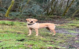 Labrador Retriever dogs for sale: Labrador puppies in Shaftesbury - Image 1