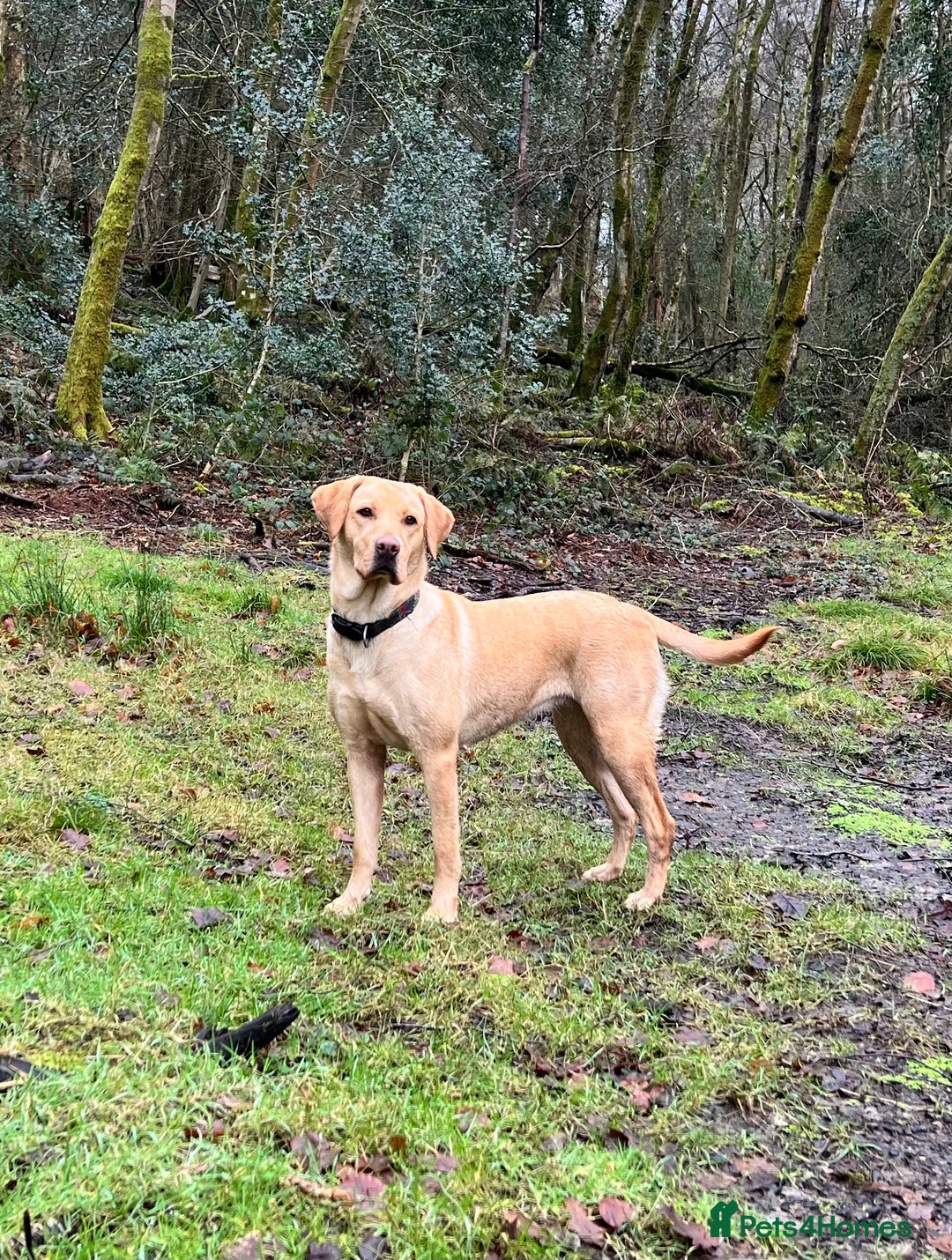 Labrador Retriever dogs for sale: Labrador puppies in Shaftesbury - Image 1