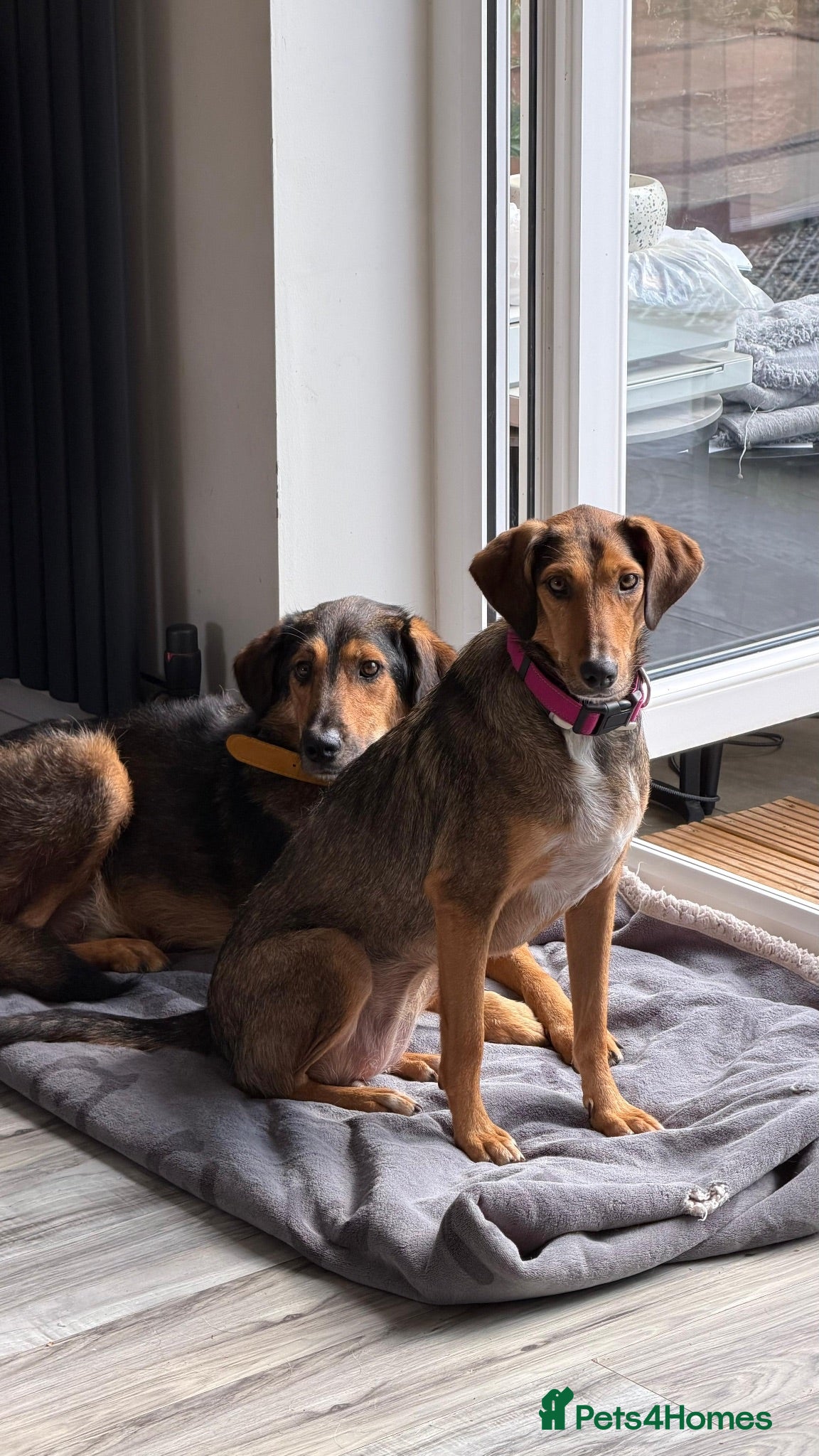 Mixed Breed dogs Gentle | Sweet | Dog Loving | Foodie - Advert 2