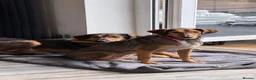 Mixed Breed dogs for adoption: Gentle | Sweet | Dog Loving | Foodie - Advert 2