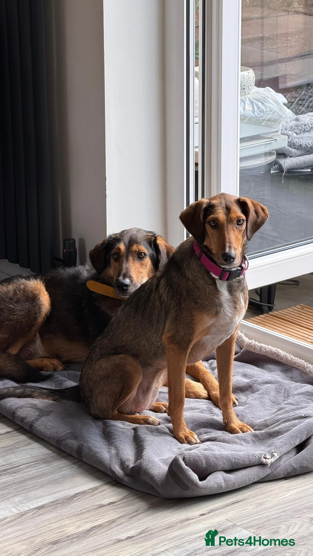 Mixed Breed dogs for adoption: Gentle | Sweet | Dog Loving | Foodie - Advert 2