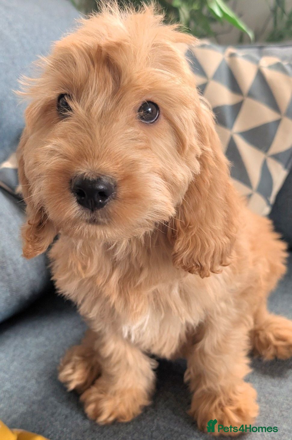 Cockapoo dogs Quality DNA Clear Cockapoo Puppies  - Advert 1