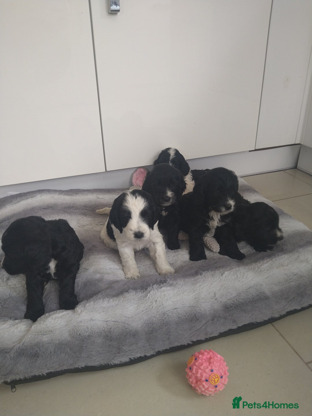 Cockapoo dogs for sale: cockerpoo  - Image 4