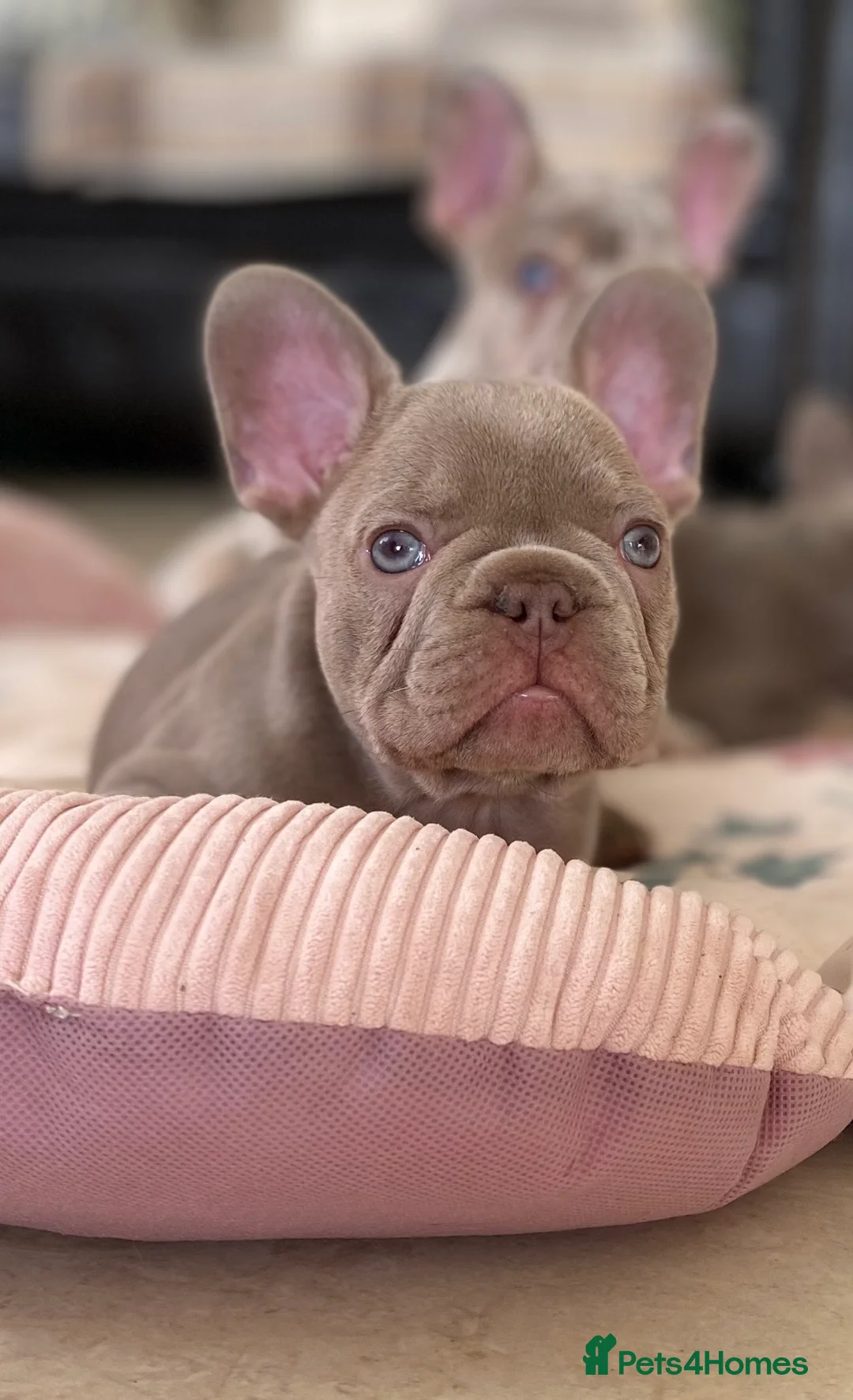 French Bulldog dogs for sale: NEWSHADE ISABELLA AND MERLE FRENCH BULLDOGS - Advert 14