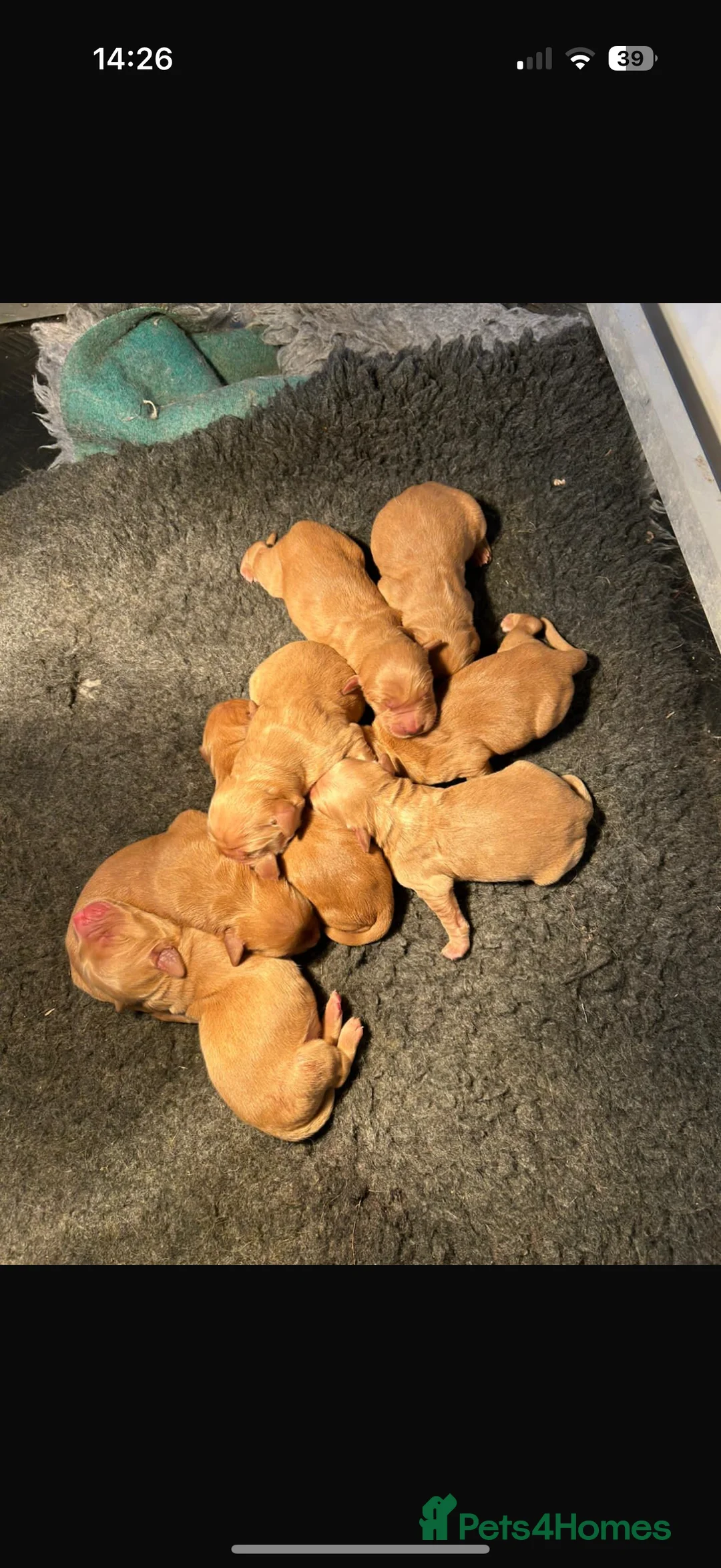 Golden Retriever dogs for stud: KC Working Golden Retriever 0/0 hips, clear DNA  in Halstead - Advert 9