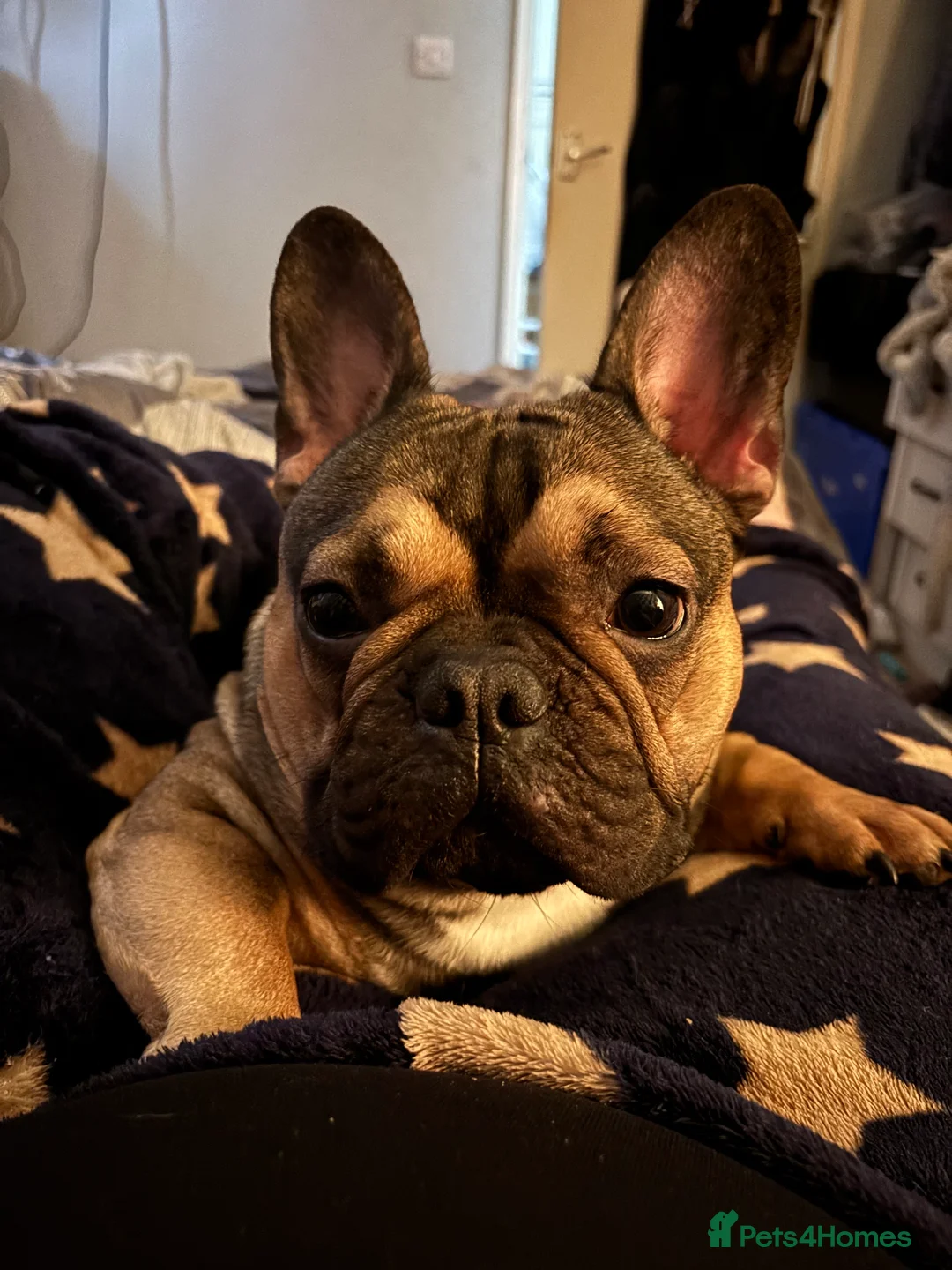 French Bulldog dogs for stud: Bear the frenchie for stud  in Blackpool - Advert 4