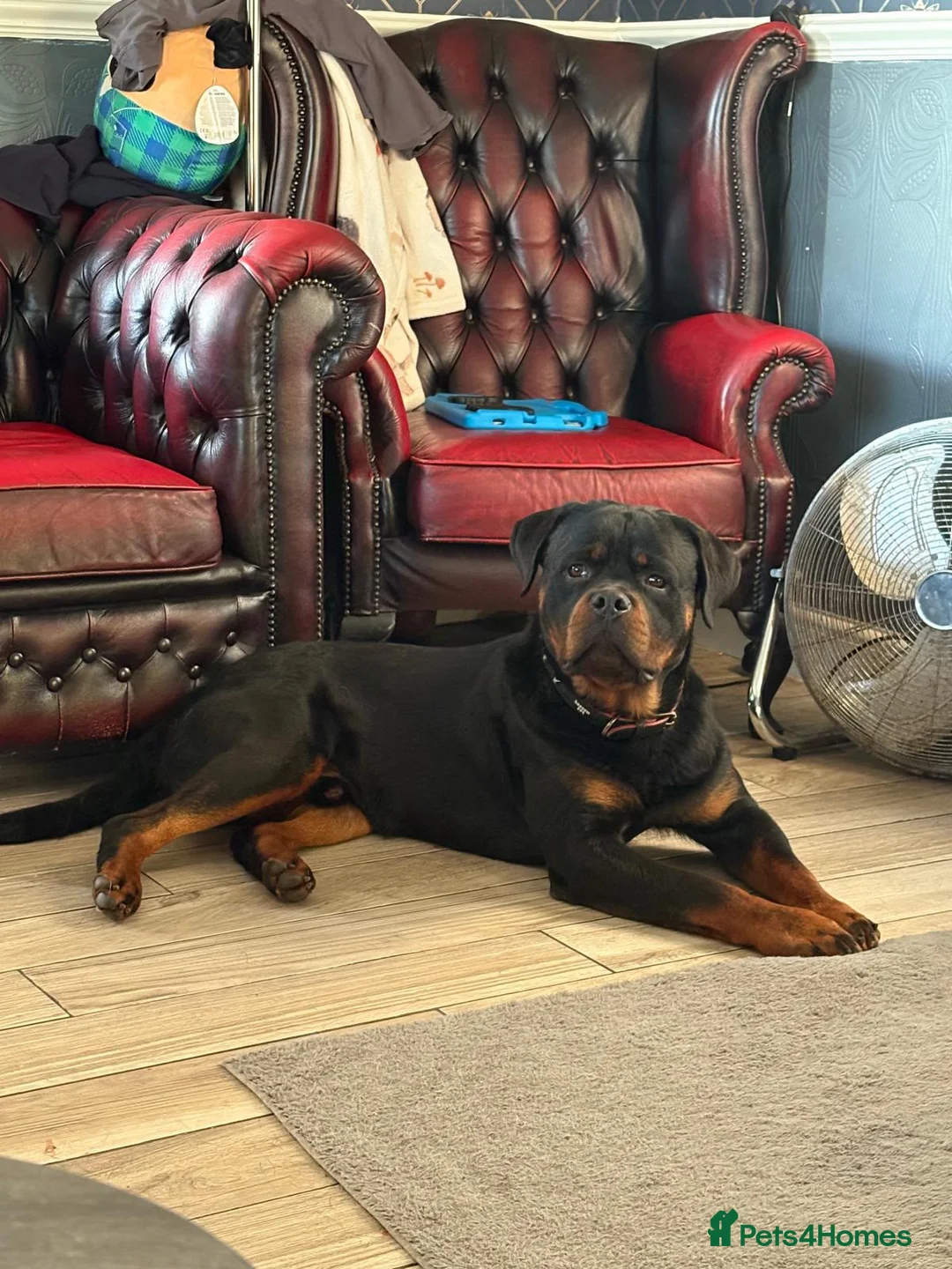 Rottweiler dogs for sale: KC Registered Rottweiler Puppies in Stoke-on-Trent - Advert 3