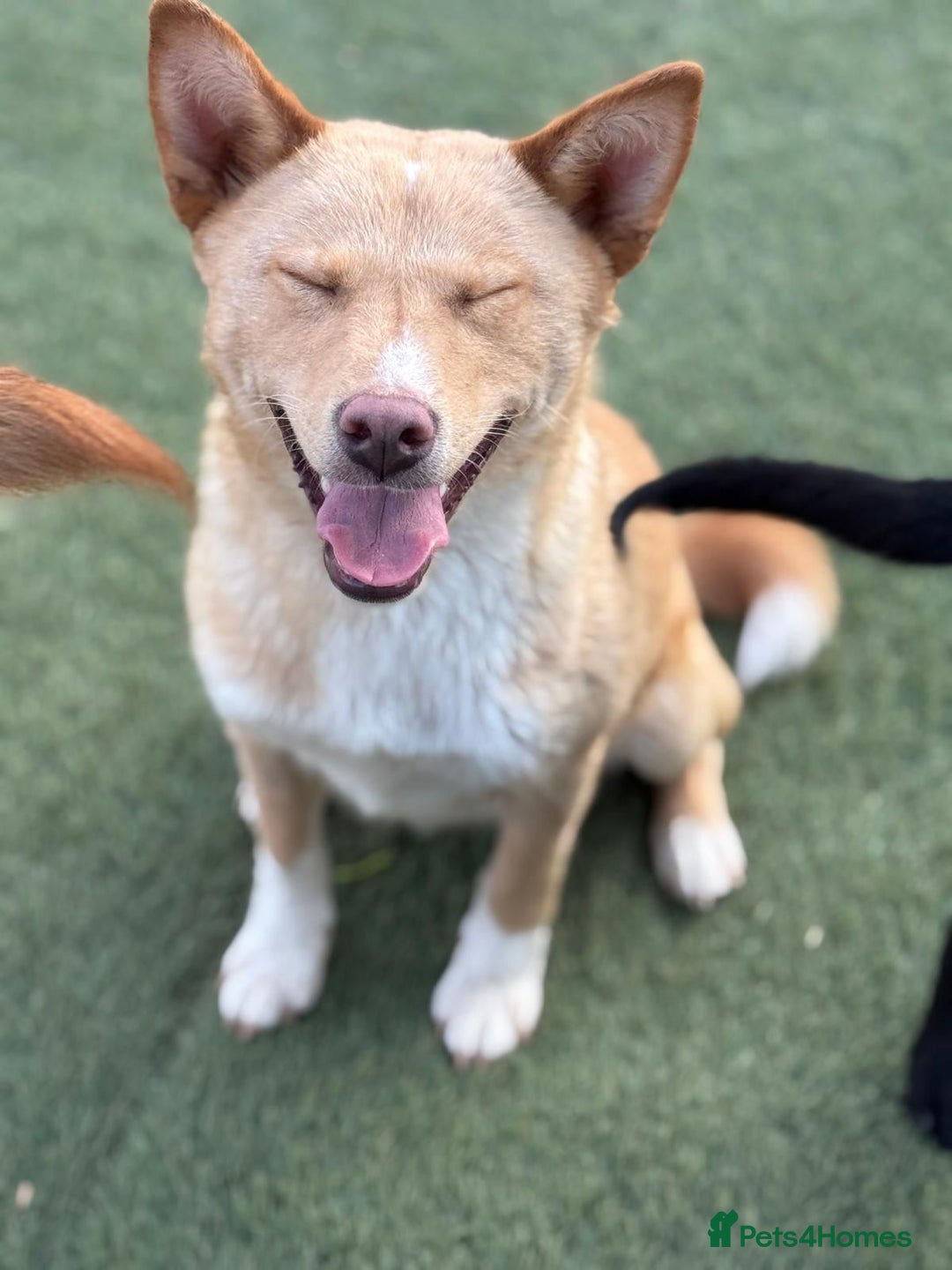 Mixed Breed dogs for adoption: Gorgeous Bill ready for his home - Advert 9