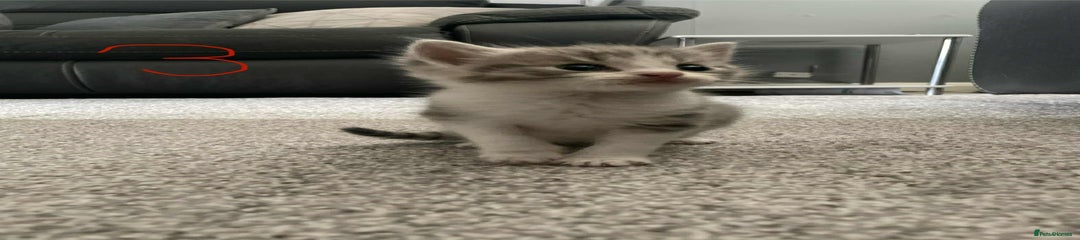 Domestic Shorthair Kitten 3