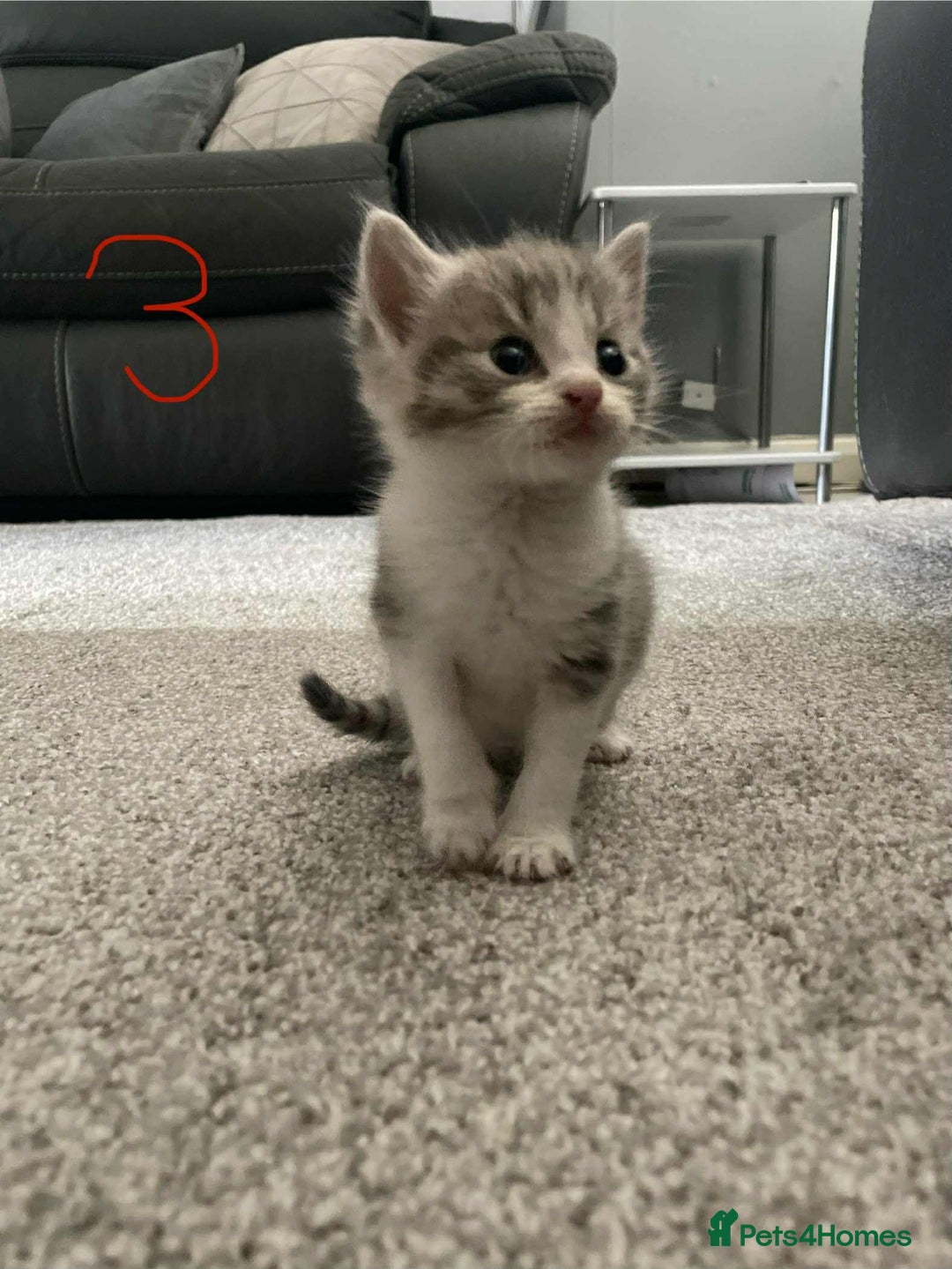 Domestic Shorthair cats for sale: Mixed litter domestic shorthair - Image 6