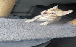 Bengal cats for sale: Stunning bengal kittens  - Image 10