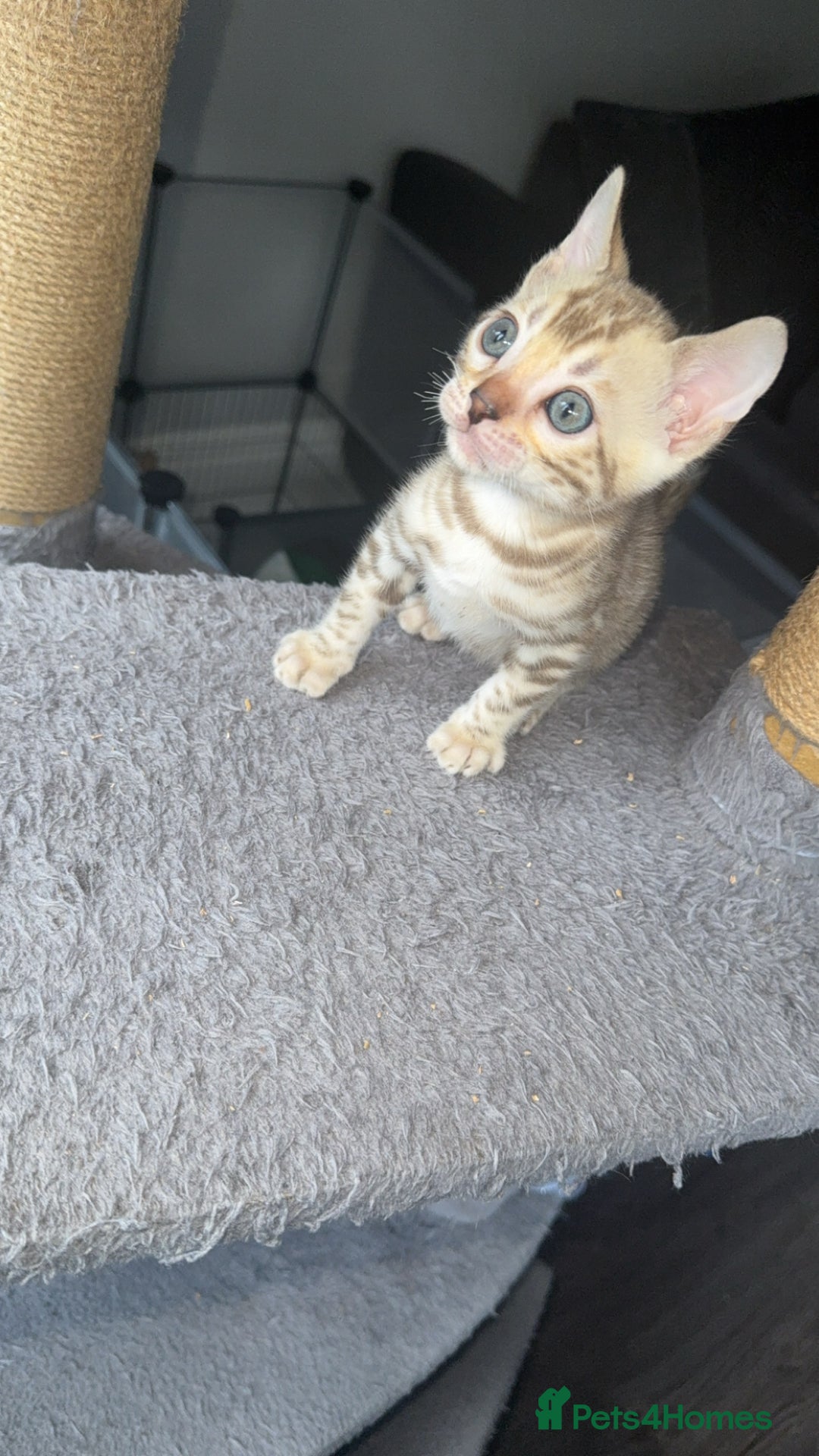 Bengal cats for sale: Stunning bengal kittens  - Image 10