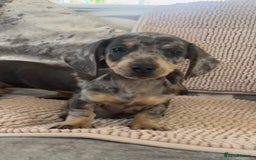 Dachshund dogs for sale: Datchund pups   - Image 2