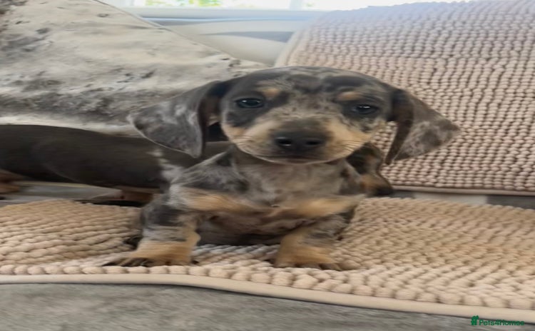 Dachshund dogs - Advert 3