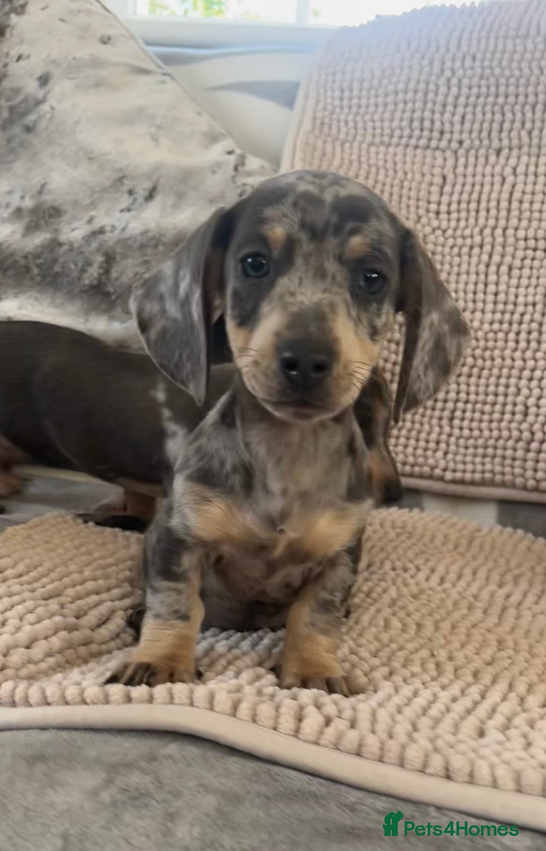 Dachshund dogs for sale: Datchund pups   - Image 2