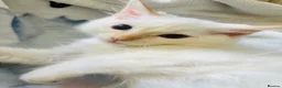 Ragdoll cats for sale: Ragdoll kittens  - Advert 9