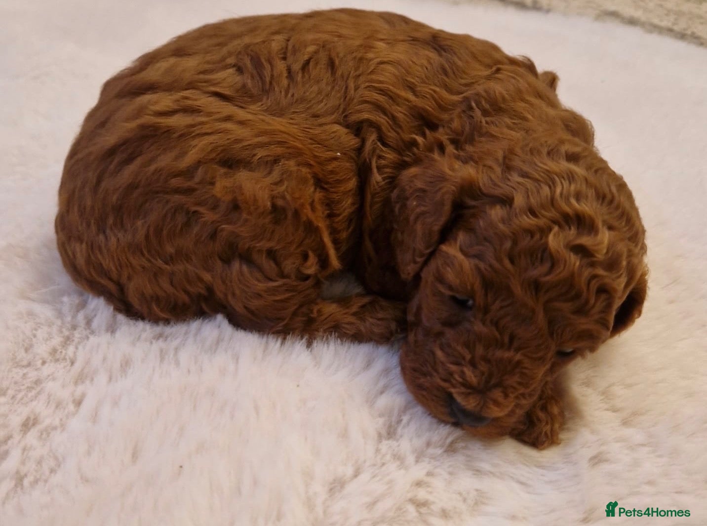 Cockapoo dogs ❤️🐾Stunning dark fox red F1b cockapoos 🐾❤️ - Advert 9