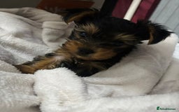 Yorkshire Terrier dogs for sale: Charming Male and Female Yorkshire Terriers - Image 2