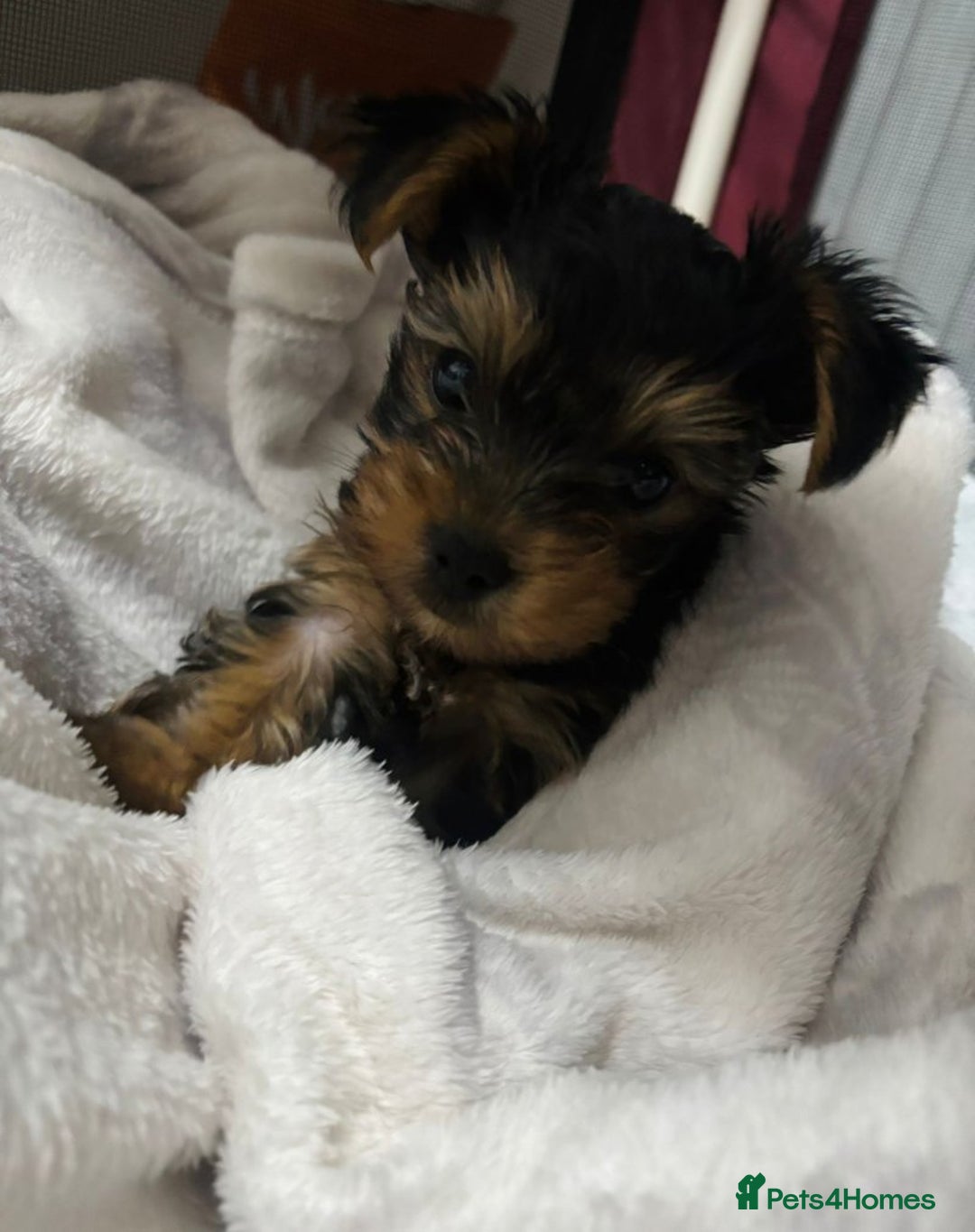 Yorkshire Terrier dogs for sale: Charming Male and Female Yorkshire Terriers - Image 2