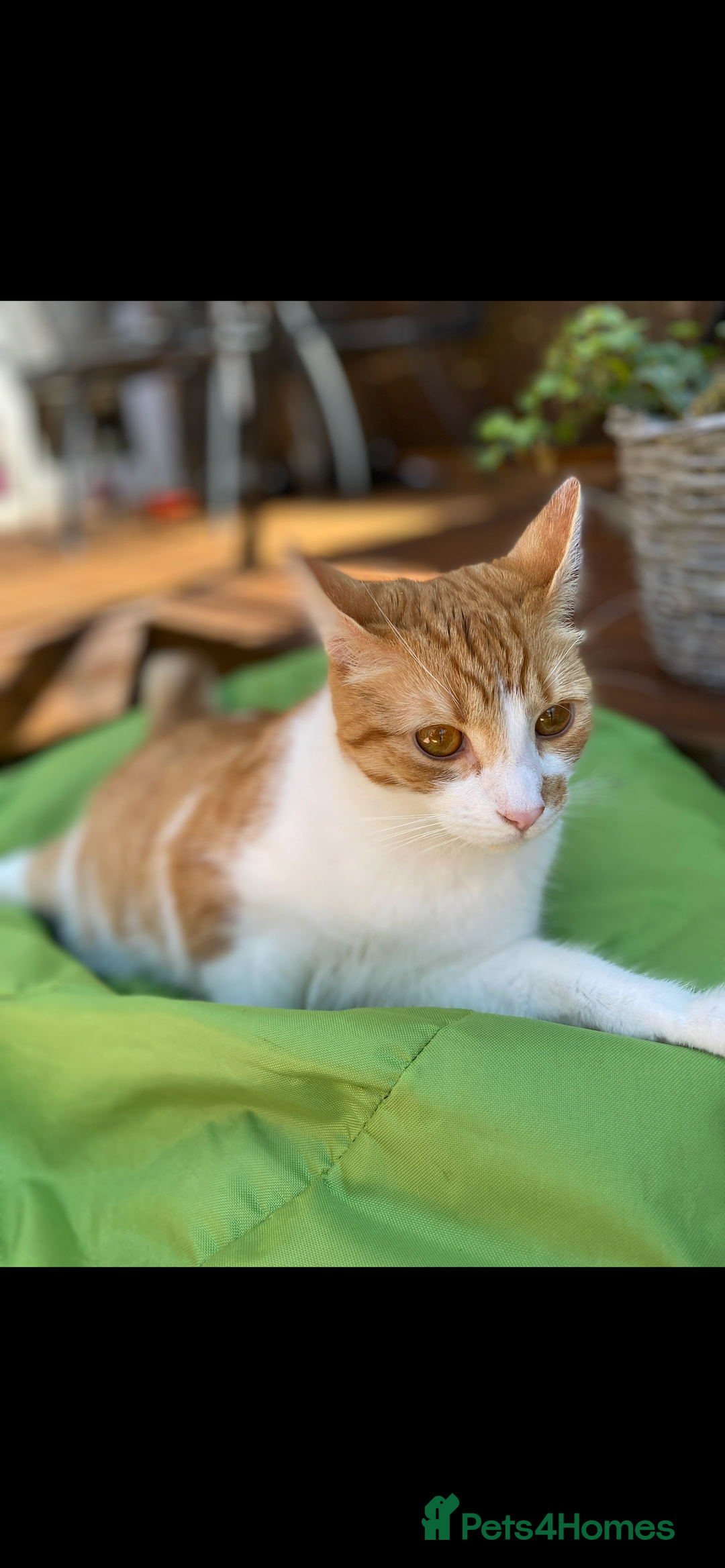 Mixed Breed cats for sale: Stumpy  - Advert 7