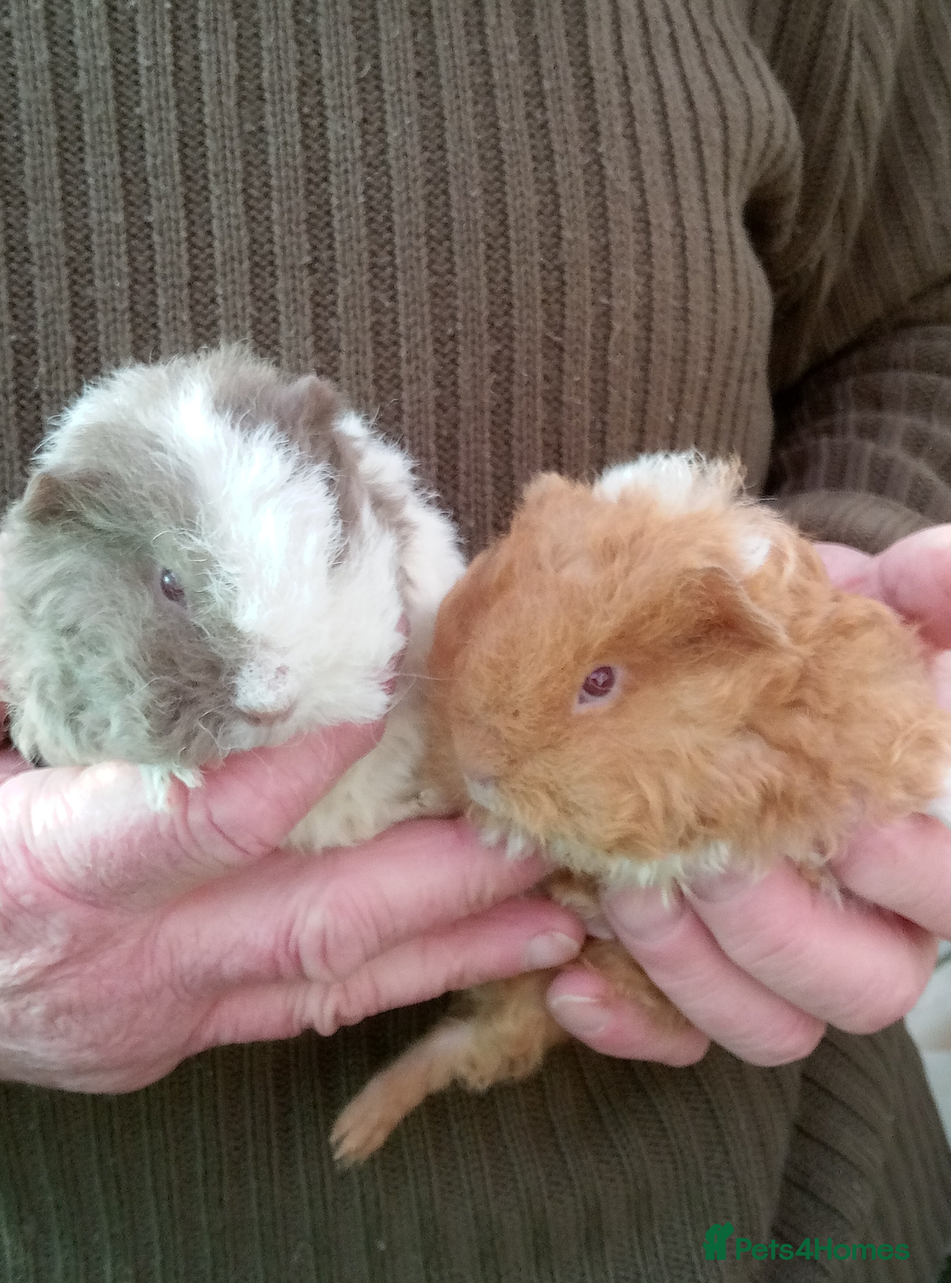 Guinea Pig rodents Baby long coated Guinea pigs - Advert 4